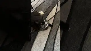 Cute cat that chats talks back #pets