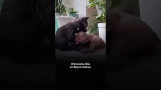 Как понять, играют кошки или дерутся?