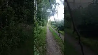 подберёзовик