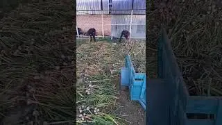 Выкопали чеснок.#garlic #farming#чеснок#сельскоехозяйство