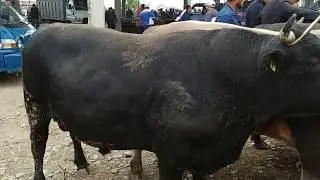 БУКА БАКСАН УШУНДАЙ БАК | БИШКЕКтин БУКАЛАРЫ БАЗАРДЫ КЫЗЫТТЫ