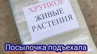 Новая посылка. Новые растения!
