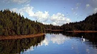 Blender Tutorial - Lakeside Trees
