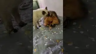 Мыт, чист, орёл!!! Шпиц и тайка ;-)