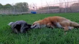 Как смеются лисы? How do foxes laugh?