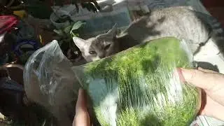 Хрупкая красота
