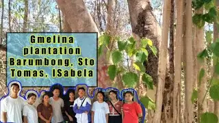 Gmelina Plantation- Barumbong, Sto  Tomas, Isabela #nature