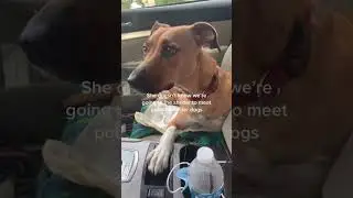 Paralyzed dog goes to the shelter to meet a new foster dog!