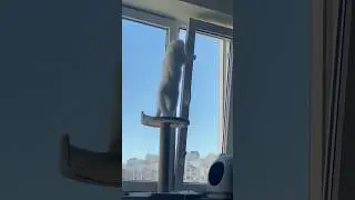 Охота началась 😁 #кот #котики #коты #cat #cats #catshorts