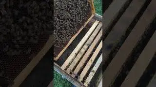 УДИВИТЕЛЬНАЯ ПЧЕЛИНАЯ МАТКА после облёта с необычными ЗОЛОТЫМИ ТЕРГИТАМИ ОГРОМНОГО РАЗМЕРА 🐝🐝🐝
