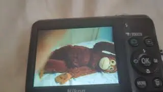 Маша и Медведь - День варенья - Голова бою Медведь