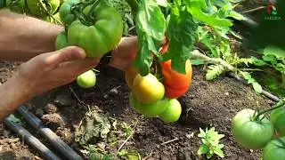 Том 02044 F1   уникальный партенокарпический томат  Единственный в Украине!