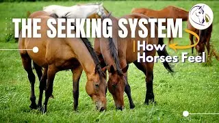 The Way Horses Feel: 1. Living The Good Life - The SEEKING System