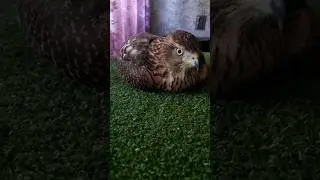 Обзор ястреб ТЕТЕРЕВЯТНИК (самка) 🦅🦅🦅