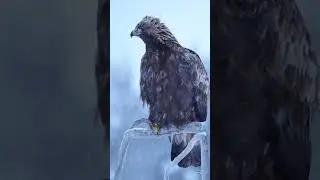 🦅 Steenarend in de sneeuw... Finland in winter 😍 Golden eagle in snow 
