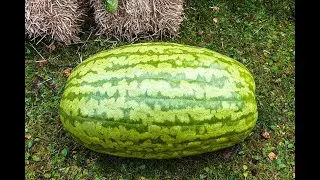 влог Семейные посиделки Миняева Юлия и Илья Импульс