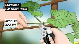 Secretele Copilirii Castraveților: Ghidul Complet pentru o Recoltă Abundentă + Fapte Uimitoare