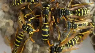 WASPS в эфире! NEST OF PAPER WASPS, POLISTES, ON LINE. WHAT DO WASPS DO? Hornets, Vespa crabro 