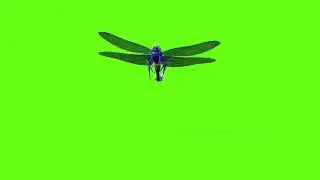 Free Green Screen Dragon Fly Animation  Green Screen Dragon Fly Videos 2