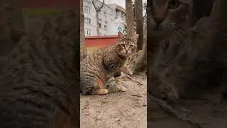 МУЖЧИНА СПАС КОТЁНКА, КОТОРЫЙ ОСТАЛСЯ НА УЛИЦЕ / ПРИЮТИЛ КОТА / man saved kitten