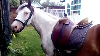 Австралийское седло