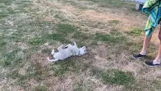 Schmidt rolling in the grass