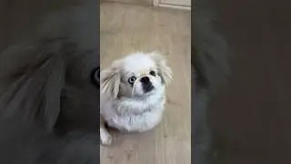 Моя Новая Собачка ​⁠