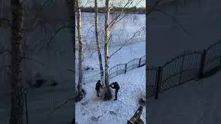 Перевозка дерева #shorts