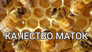 ЧТО ТАКОЕ КАЧЕСТВЕННАЯ МАТКА