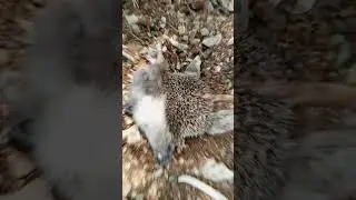 ÖLMÜŞ KİRPİ Davul Gibi Şişmiş