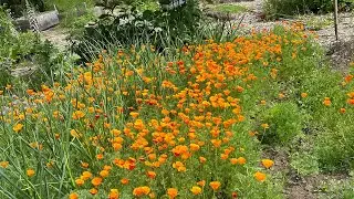 2024 spring garden review for what the deer didn’t eat!