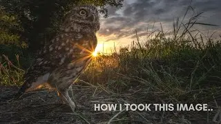 Wide Angle Little Owl Photography | How I Took This Shot