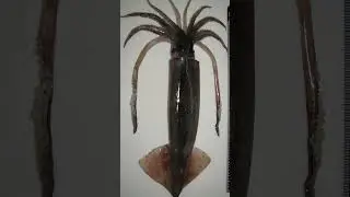 Japanese Flying Squid uses Jet Propulsion flying 11 Metres per second, flying faster than they swim