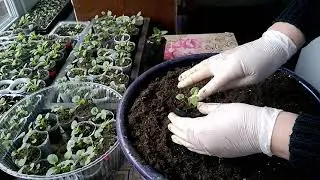 Пикировка Виолы/ Ленточные бюджетные стаканчики.