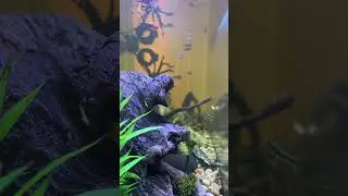 40 Gallon Community Freshwater Fish Tank #shorts #fishkeeping