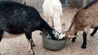 Как развивается петля и вымя у котных первокоток? 🐐