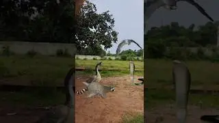 Raccoon Wild Duck Falcon And Snake #shorts #youtubeshorts #shortsviral
