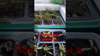 Собственный огород в квартире! поставь лайки подпишись👍♥️🍅 огород в квартире это реально! все своё!