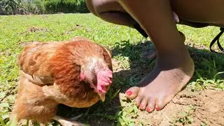 A lady slaughtering Chicken without a knife//