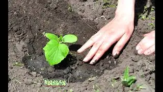 газета - огород