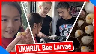 Bee Larvae in UKHRUL VLOG241 | TheShimrays