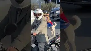 Dog in helmet and goggles rides motorcycle in Córdoba, Argentina