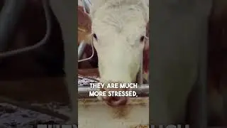 Virtual Reality for Cows?!