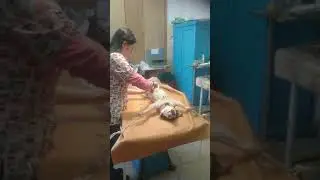 Стерилизация собаки/операция под наркозом. 