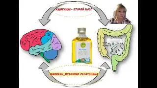 Кишечник - второй мозг. Живитин-источник серотонина