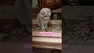 Самая вредная еда... #юмор #cat