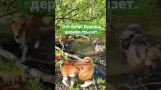 Капибара. Африканские охотники в недоумении 
