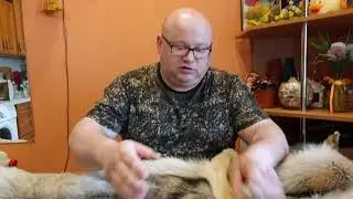 ДАРЮ ШКУРУ ВОЛКА