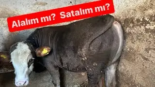 Hayvan ne zaman Alınır-Satılır ? / Et fiyatları düşecek mi?