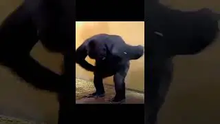 wait for end 🤣